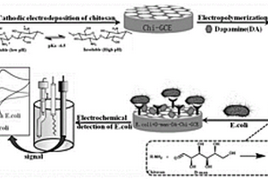 大肠杆菌电化学生物传感器的制备与检测方法