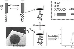 检测镉的亮绿指示剂型电化学生物传感器