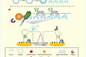 CRISPR/Cas12a-RCA电化学传感器检测体系及其应用