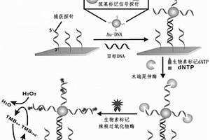 基于末端延伸、金纳米粒子和酶三级放大电化学传感器检测DNA的方法