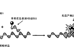 通过核酸模板化学生物检测的相关应用