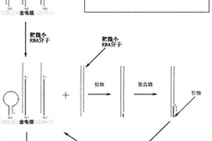 小核糖核酸的电化学检测方法