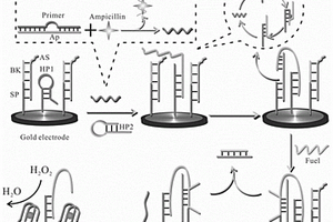 无酶检测氨苄青霉素的电化学生物传感器及其制备方法和应用
