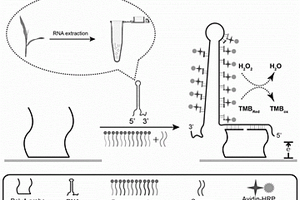 基于三嵌段探针的电化学传感器及其在检测转基因双链RNA中的应用