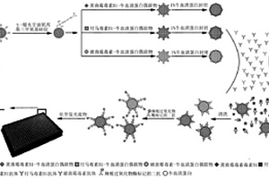 光子晶体微球液相芯片化学发光法高灵敏度多重检测真菌毒素的方法