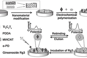 电化学传感器及制备方法与其在检测人参皂苷Rg3中的应用