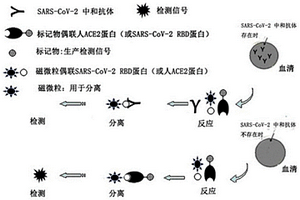 检测SARS-CoV-2病毒中和抗体的磁微粒化学发光试剂盒及其应用