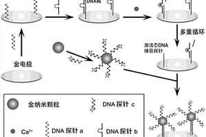 基于DNA酶的钙离子电化学检测方法