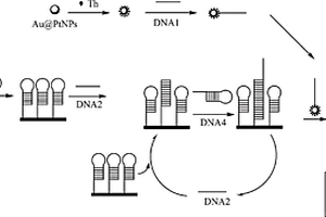 信号放大技术电化学传感器检测DNA的方法