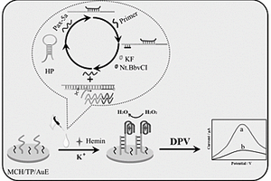 基于酶辅助循环信号放大的电化学急性白血病基因Pax-5a检测方法