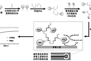 电化学磁性生物传感器检测基因组整体DNA甲基化的方法