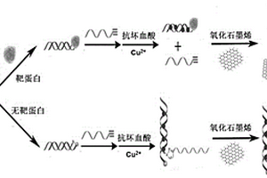 基于结合抑制点击化学反应检测小分子配体靶蛋白的荧光生物传感方法