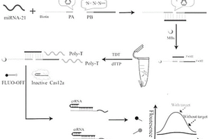 基于点击化学末端转移酶及CRISPRCas12a对miRNA的检测方法