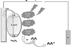 基于Fe<Sub>2</Sub>O<Sub>3</Sub>材料单层光电化学传感器的癌胚抗原检测方法