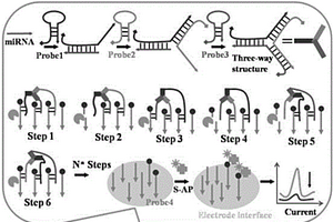 内切酶驱动多足DNA分子机器的超敏microRNA电化学检测方法