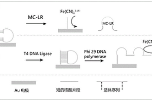 基于环形变构DNA电化学反应检测微囊藻毒素的方法