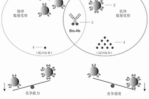 β-hCG均相化学发光检测试剂盒及其应用