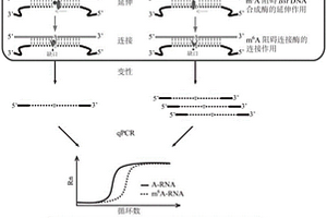 RNA化学修饰的单基因单碱基分辨率检测方法