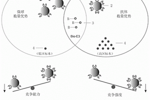 雌二醇均相化学发光检测试剂盒及其应用