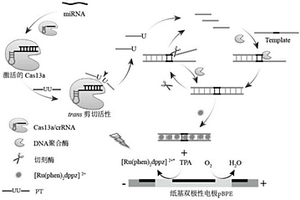 CRISPR/Cas13a结合电化学发光系统检测microRNA的方法与应用