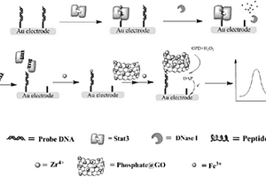 利用DNA探针配体电化学检测STAT 3蛋白活化水平的方法和应用