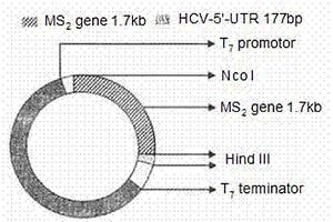亚甲蓝光化学灭活HCV病原体效果的检测方法
