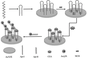 基于铂包金纳米探针的肿瘤标志物的电化学检测方法