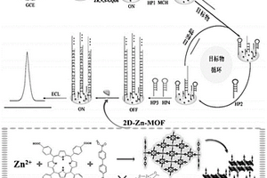 基于二维的金属有机框架锌卟啉配合物纳米材料在电致化学发光检测miRNA中的应用