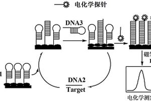 基于铂纳米粒子催化电化学循环信号放大技术测定DNA的电化学传感器和测定DNA的方法