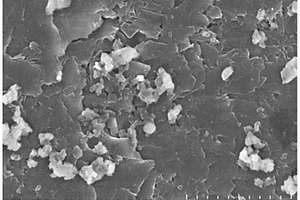 石墨炔修饰电极及其制备方法和检测色氨酸的方法