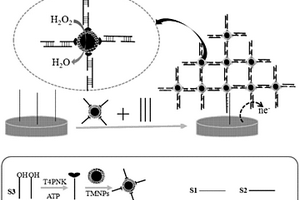 基于TiO2@Fe3O4与DNA构成的树状聚合物电化学生物传感器,其制备方法以及用途