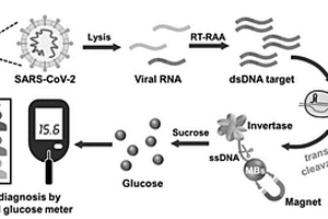 基于葡萄糖信号的便携式核酸检测方法