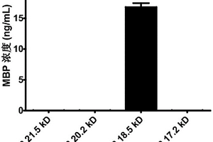 人MBP18.5kD变体抗原表位肽及特异性检测试剂盒