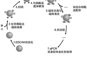 H1N1流感病毒检测方法及其试剂盒