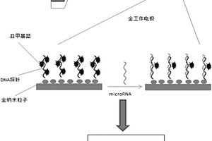 原位活体检测植物miRNA的微电极生物传感器及其应用