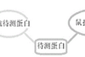 检测蛋白的试剂盒及其应用