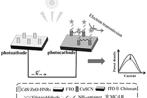 基于光助燃料电池的阴极自供能适配体传感器的制备方法及其检测MC-LR的用途