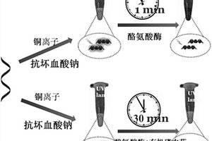 荧光生物传感器、制备方法及其检测有机磷农药的应用