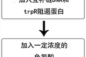 基于蛋白结合诱导DNA双链变构的检测色氨酸的方法