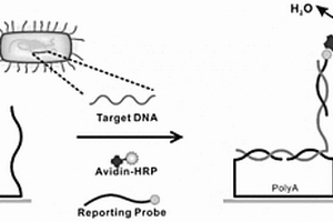 三嵌段DNA探针及核酸检测方法和应用