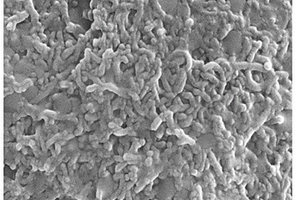 酸化石墨炔纳米管/短多壁碳纳米管修饰电极检测多巴胺的方法