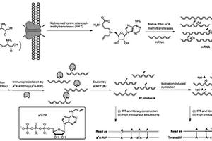 全转录组范围单碱基分辨率检测RNA N6-甲基腺嘌呤修饰的方法及试剂盒