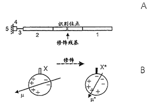 检测翻译后修饰活性的方法及实施该方法的装置系统