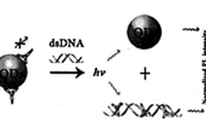 基于单色荧光off-on开关系统的dsDNA高灵敏检测方法