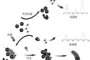 基于金银磁-季铵盐光学传感的致病菌快速检测方法