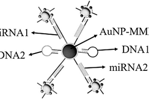 用于检测miRNA的二茂铁和亚甲基蓝双重标记的磁球纳米复合物及其制备方法