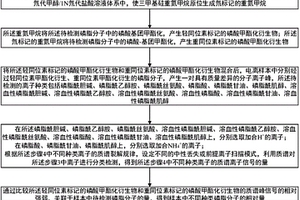 基于稳定同位素标记的磷脂分类检测和定量方法