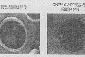 可用于检测环境致癌物的高通透性面包酵母及其制备方法