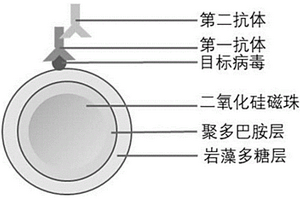 免疫检测病毒用纳米磁性微球材料及其制备方法和应用