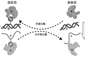 DNA 5mC或RNA m6A甲基化酶/去甲基化酶的酶活性检测方法